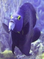 Vic