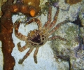 Vic