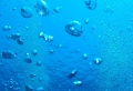 Vic
