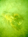 Vic
